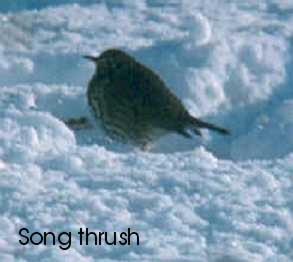 Song Thrush